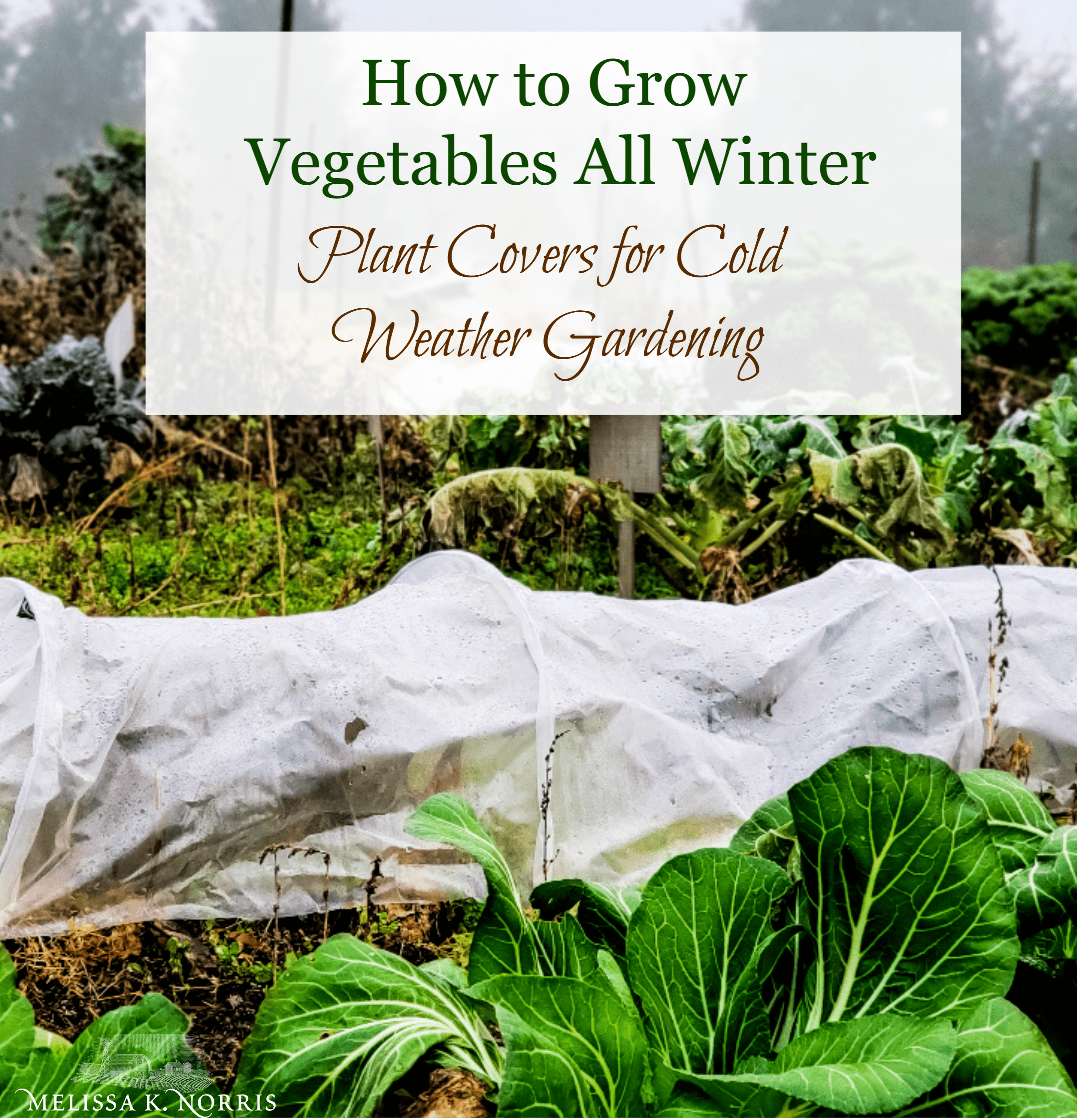 Using Vegetable Grow Bags in the Garden - Melissa K. Norris