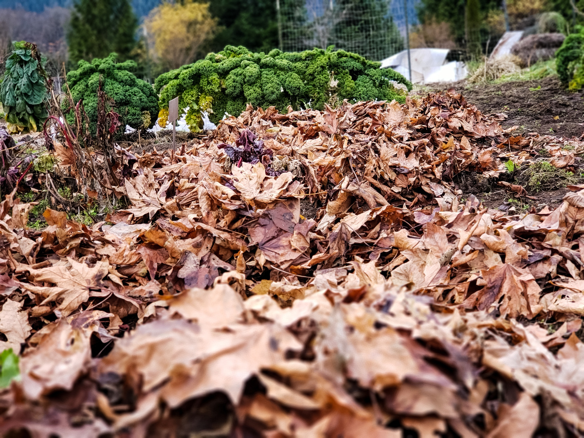 A garden with dry leaves mulched on top of the bed.