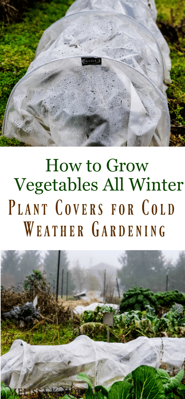 Using Vegetable Grow Bags in the Garden - Melissa K. Norris