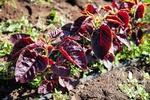 ChineseSpinach