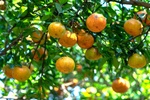 citrustreefeature