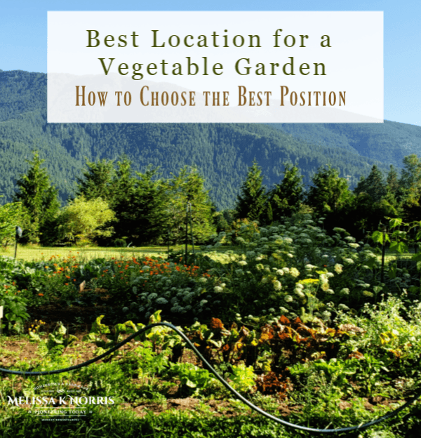 Best location for a vegetable garden 