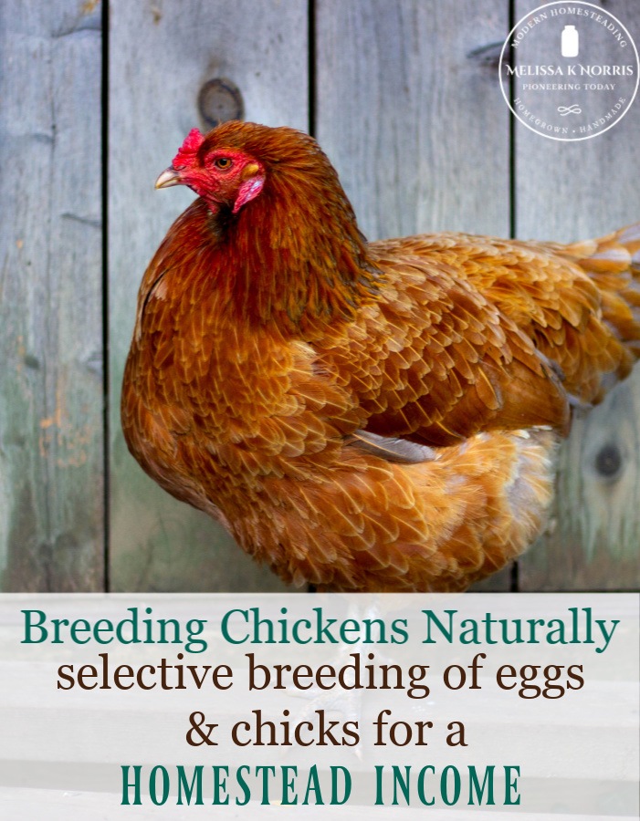 Breeding chickens naturally 