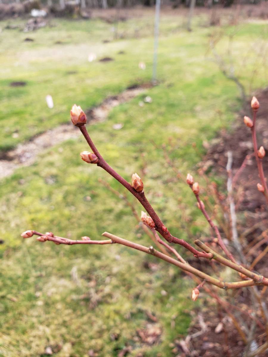 Blueberry branches with buds on them.