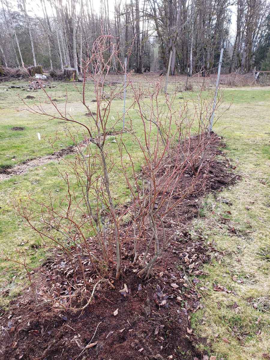 A row of blueberry bushes without leaves.