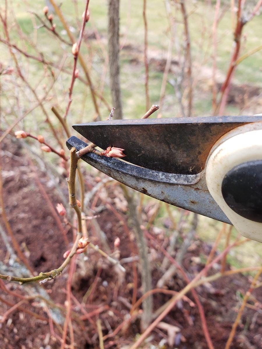 An up close look at a blueberry branch with pruning sheers cutting off the end.