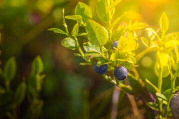 ripe blueberries on bush in summer