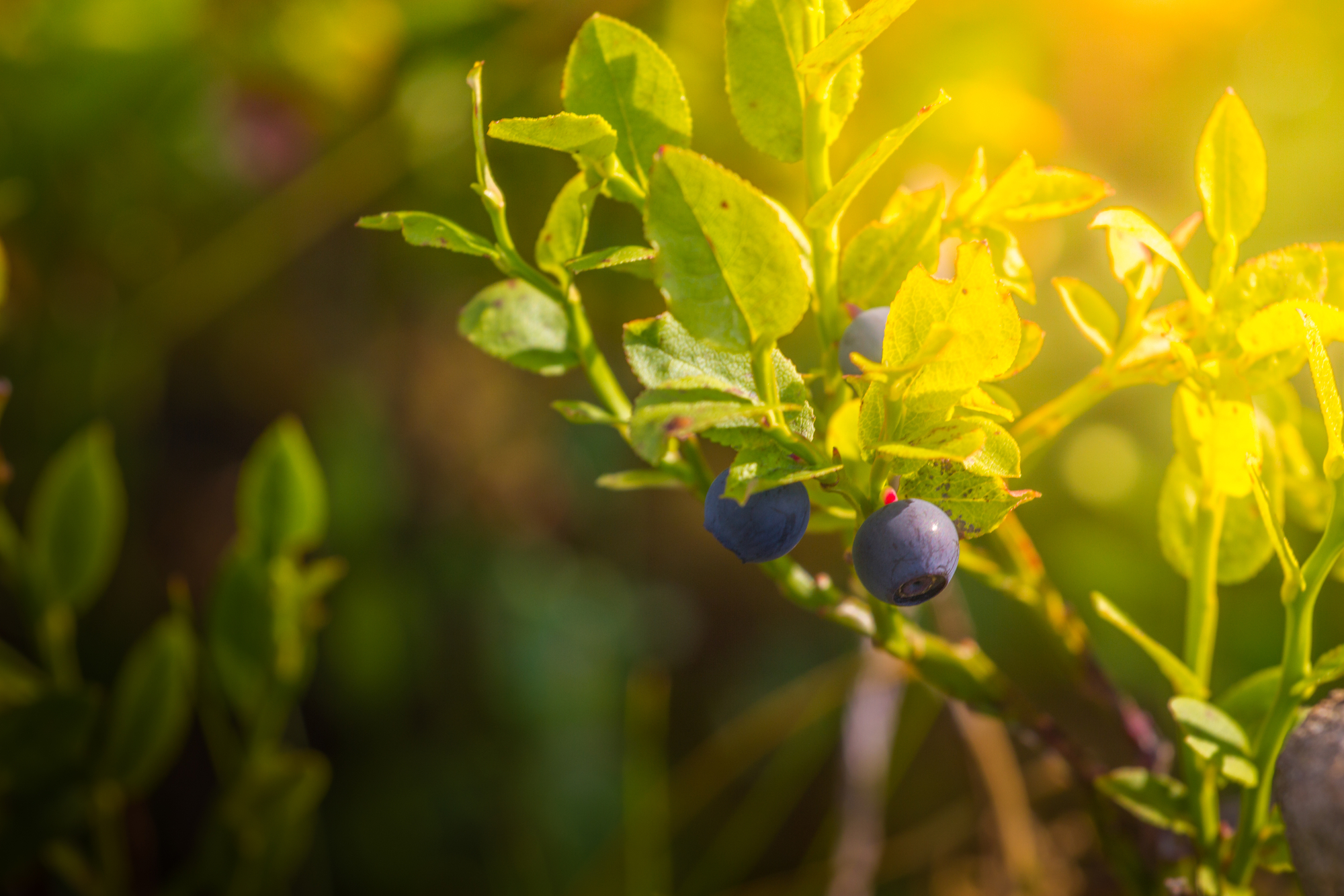 ripe blueberries on bush in summer