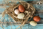 chickenbreedingIG