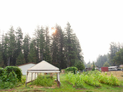 summer garden with rows of corn, high tunnel with tomatoes and an arch with cucumbers beans and squash