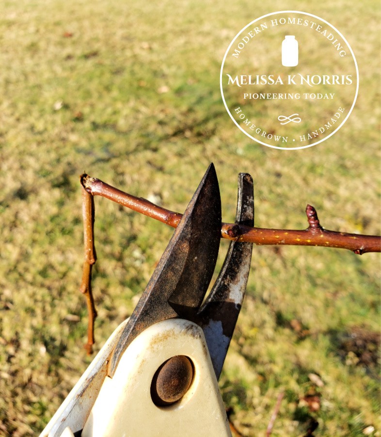 how to prune an apple tree pruning a broken branch