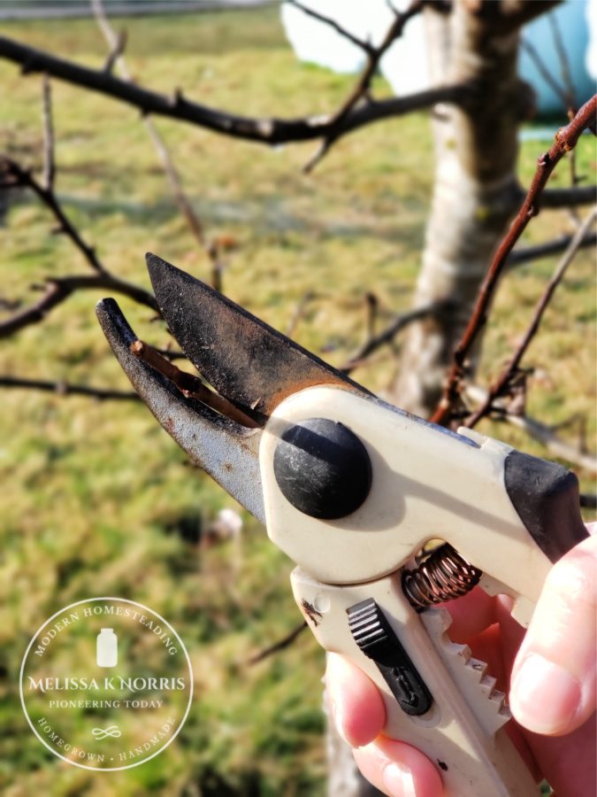 pruning fruit trees in winter 