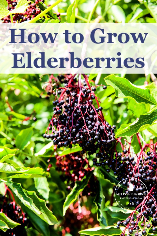 Growing elderberries complete guide