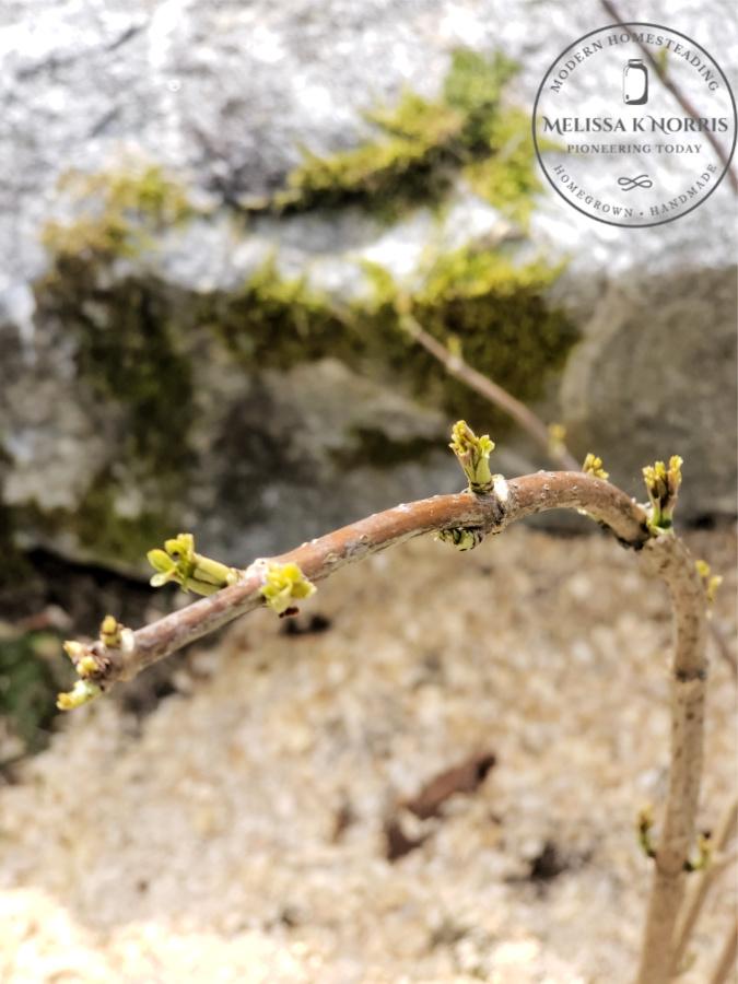 Eurpean elderberry Sambucus Nigra