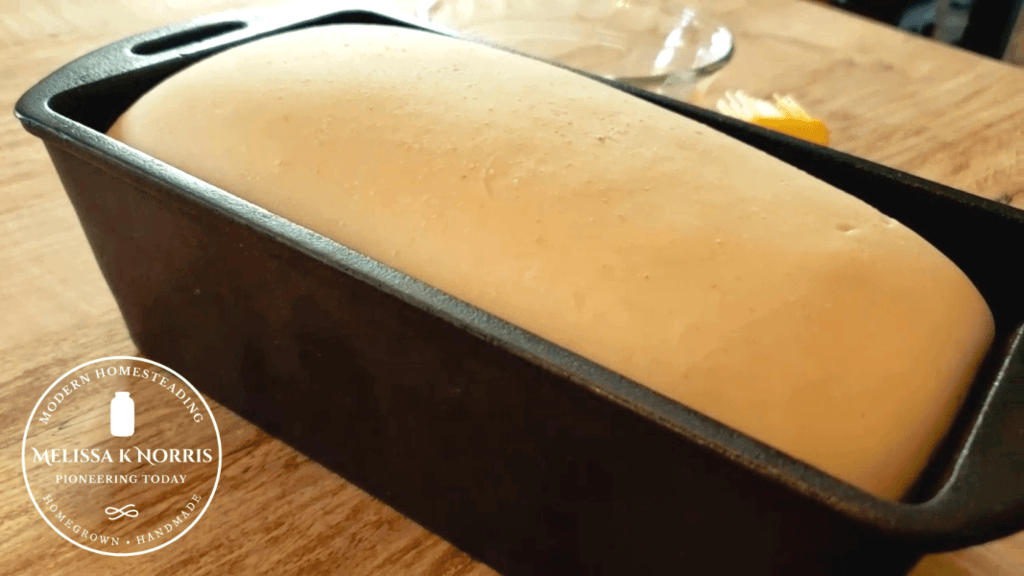 sourdough sandwich bread rising in cast iron loaf pan on counter