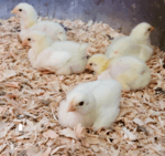 10 Tips on Raising Chickens for Meat meat bird chicks on sawdust in coop
