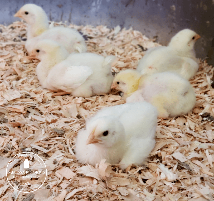 meat bird chicks on sawdust in coop