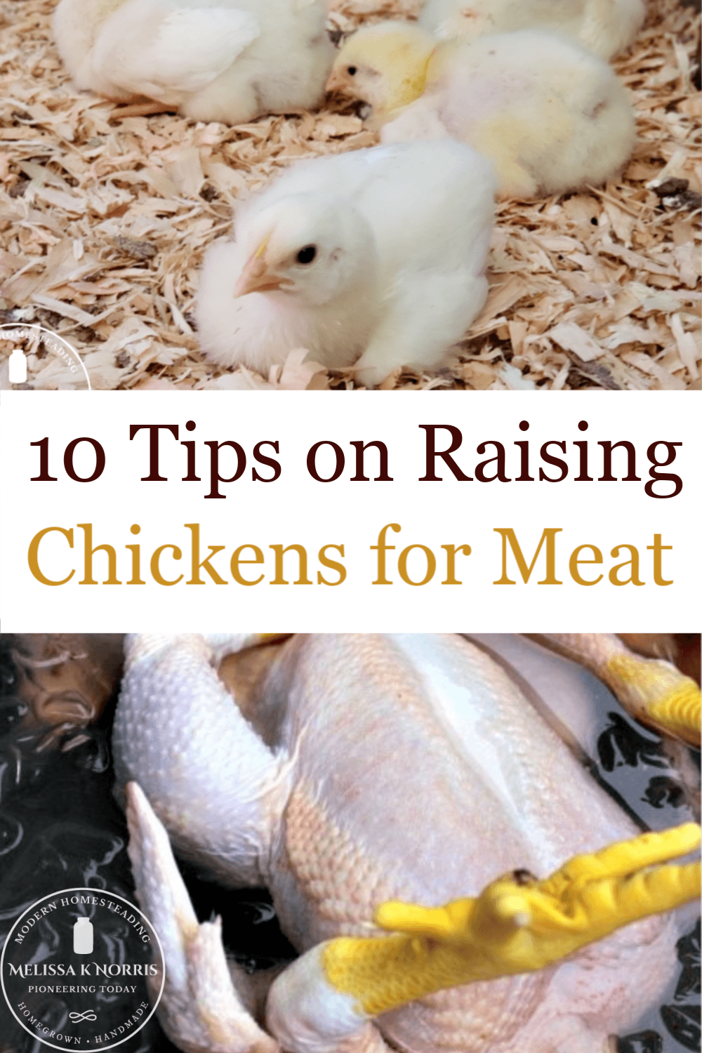 10 Tips On Raising Chickens For Meat