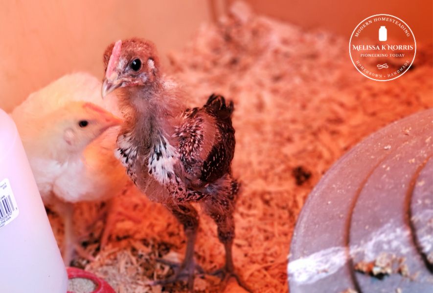 Blu Kote for Chickens - Save Your Chicken's Life! - From Scratch Farmstead