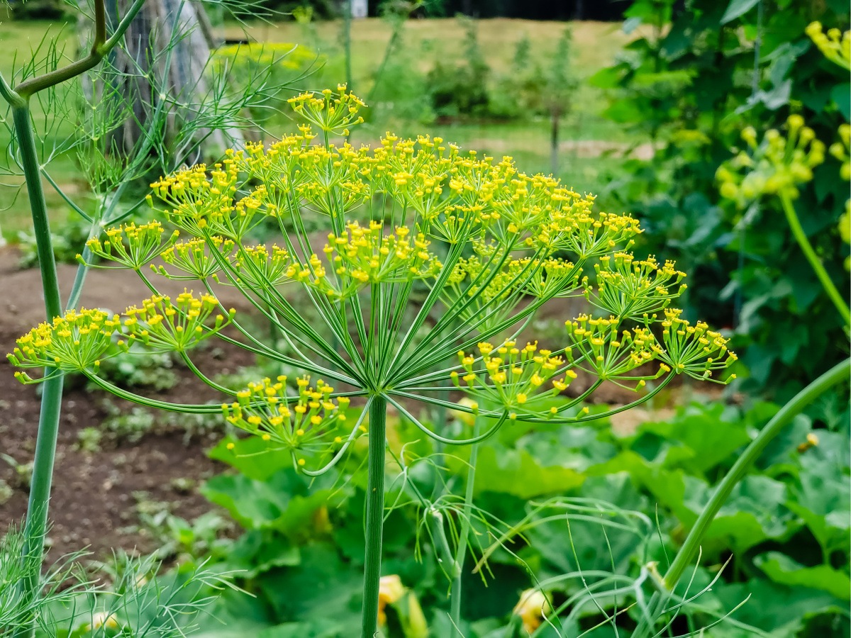 dill in vegetable garden