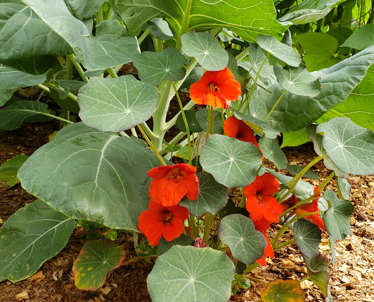 Orange nasturtium at base of brussel spants to repel bugs naturally