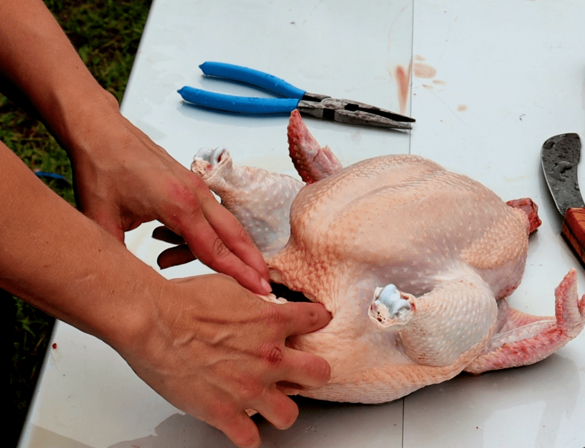 How ToButcher A Chicken: Step 1Getting Ready To Butcher