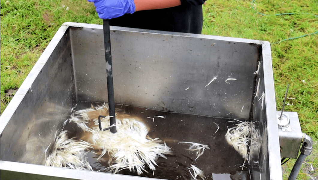 butchered chicken in scalding tank in field
