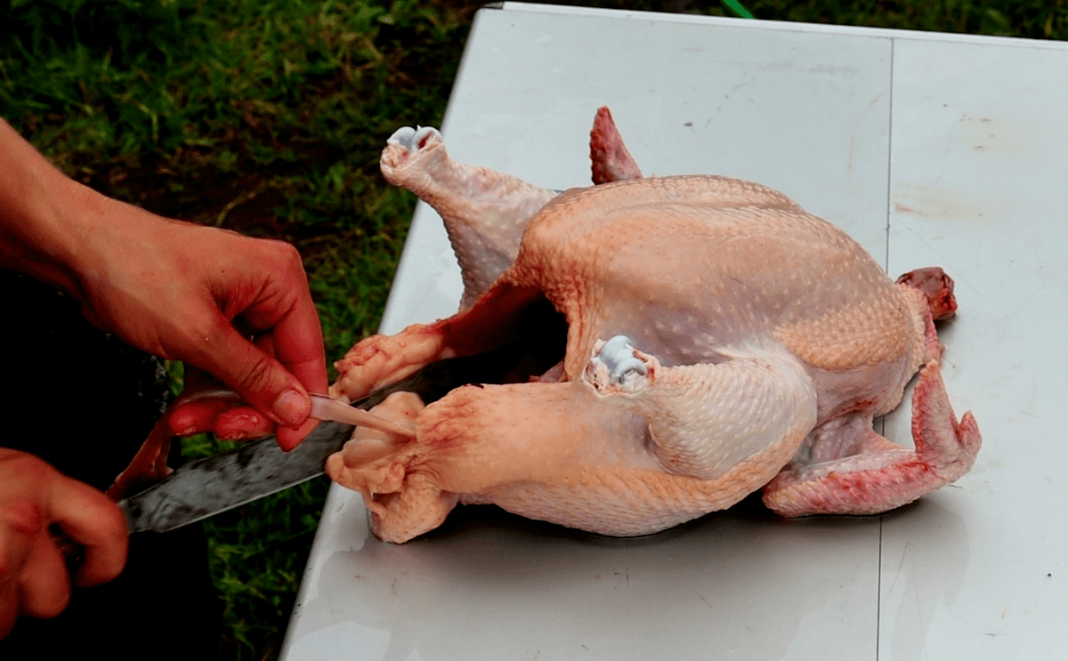 How to Butcher a Chicken