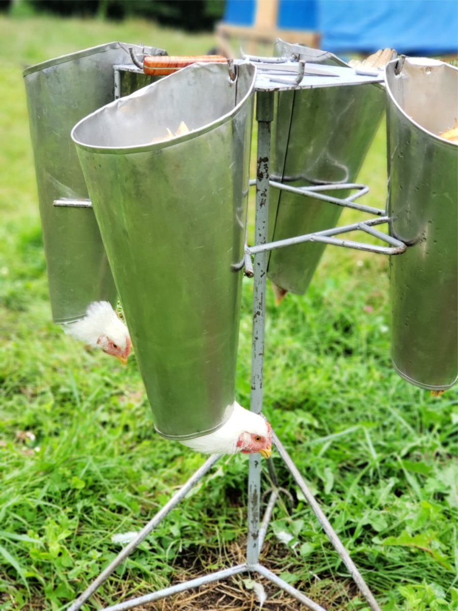 chicken in kill cone in pasture