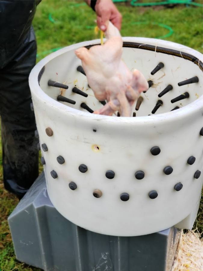 chicken going into automatic plucker