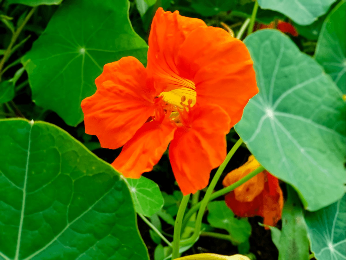 orange nasturtium to repel cabbage moth