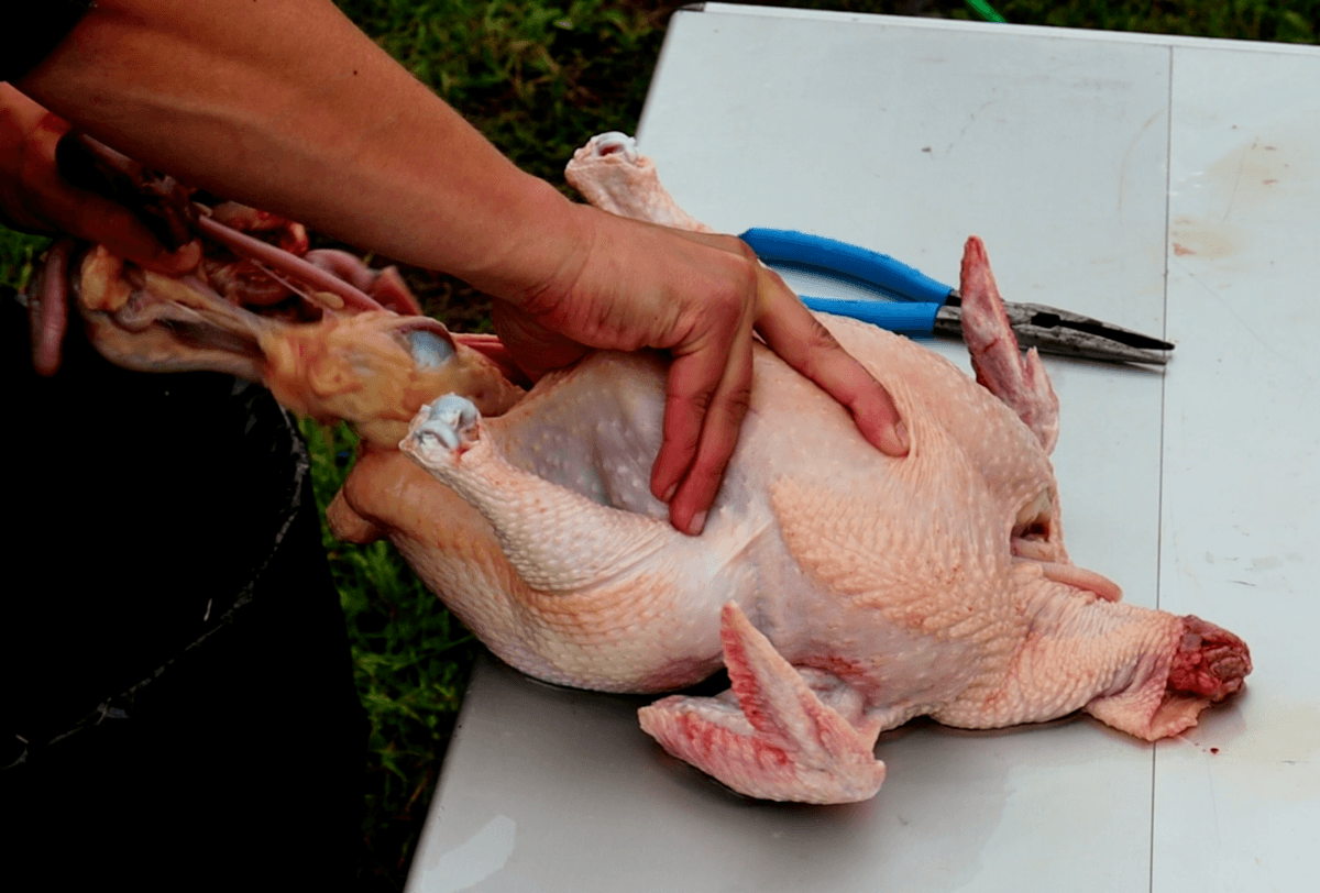 gutting a chicken during butchering.