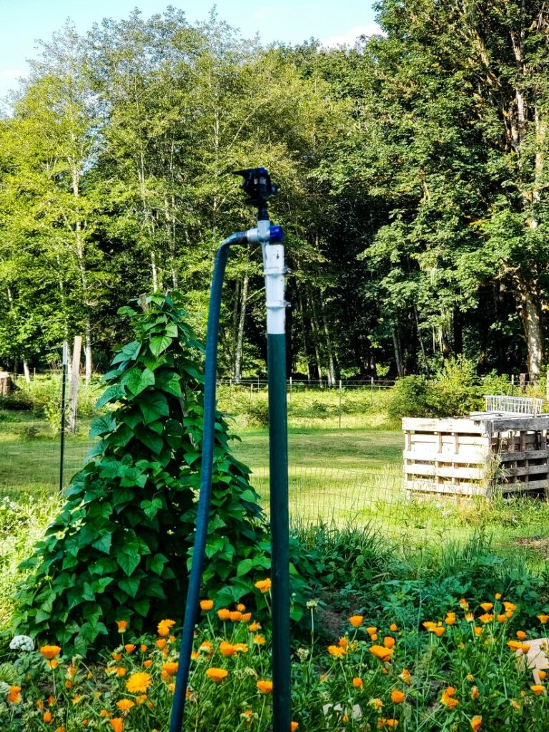 A raised hose spigot with a teepee of beans growing behind it.