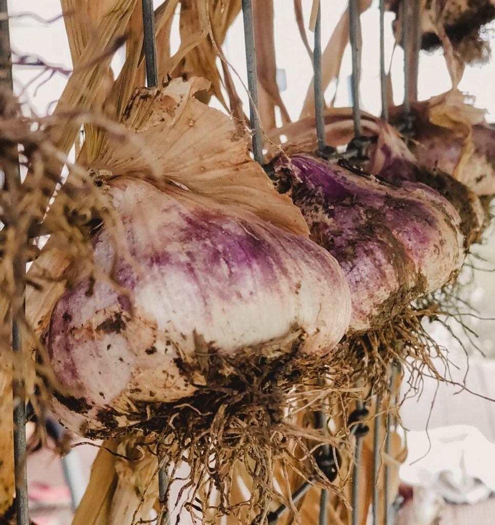 garlic curing on back porch