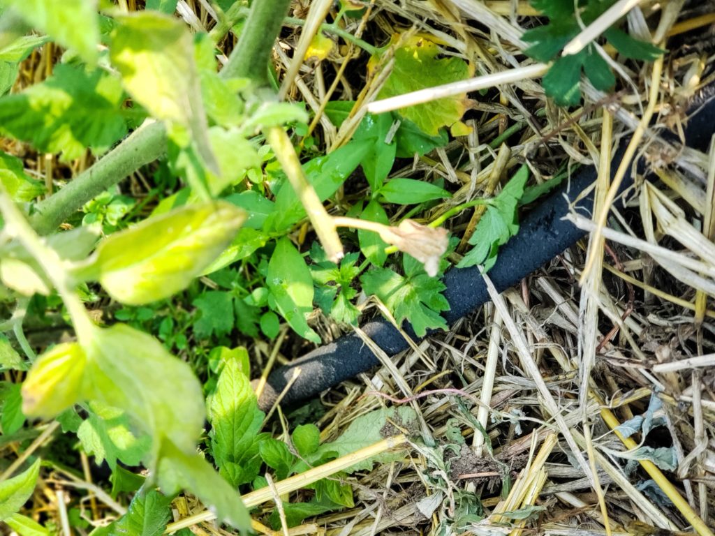 Best way to water your vegetable garden to help eliminate disease and increase yield soaker hose at base of tomato plants