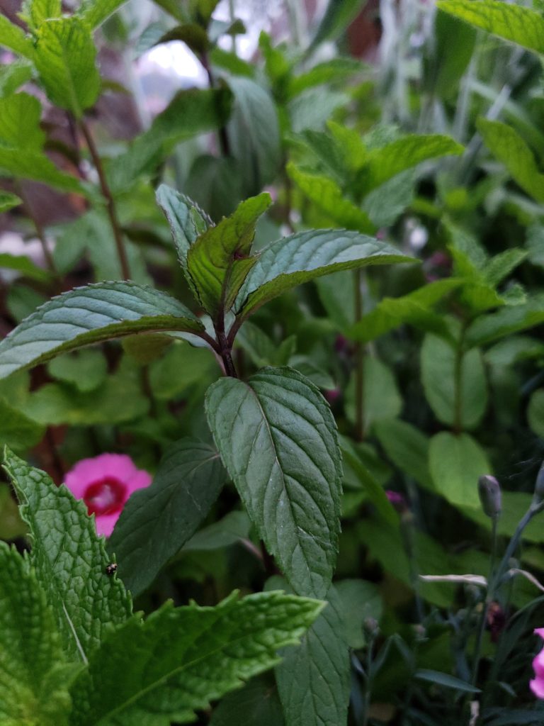 How to Grow An Herbal Tea Garden At Home + Favorite Herbal Tea Blend