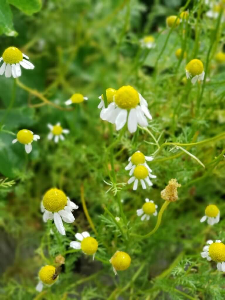 Chamomile flowers.