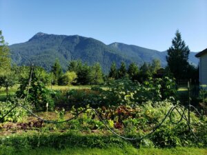 Picture of a vegetable garden with mountains and a blue sky in the background.