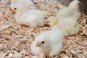 meat bird chicks on sawdust in coop