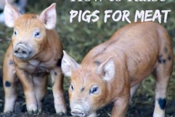 Picture of two baby pigs with text overlay, "12 Tips on How to Raise Pigs for Meat".