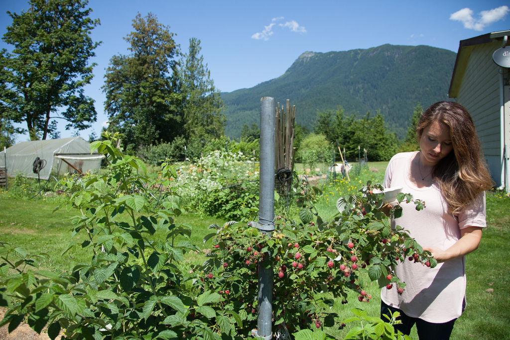 A woman picking raspberries with mountains in the background.