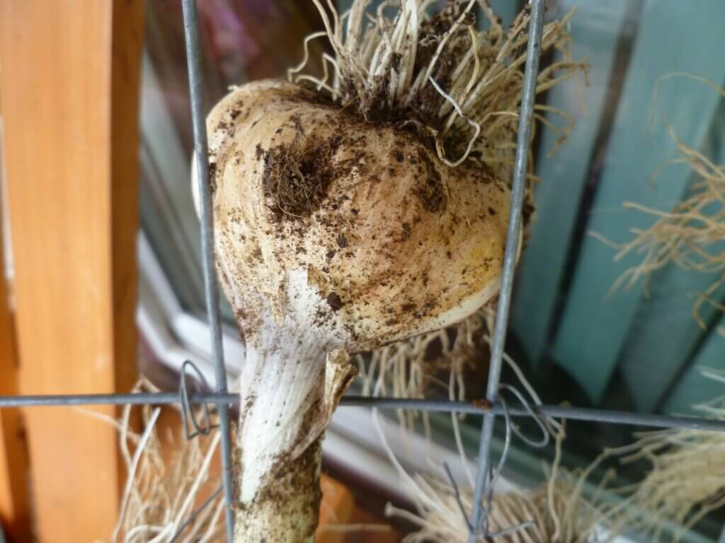 Garlic hanging to cure.