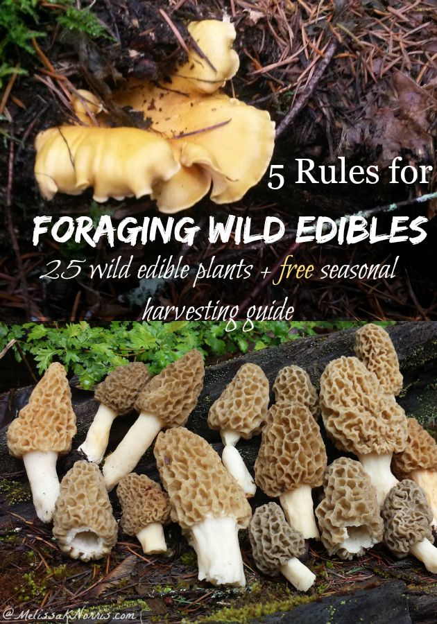 Two images of wild mushrooms with text overlay that says, "5 Rules for Foraging Wild Edibles: 25 wild edible plants + free seasonal harvesting guide".
