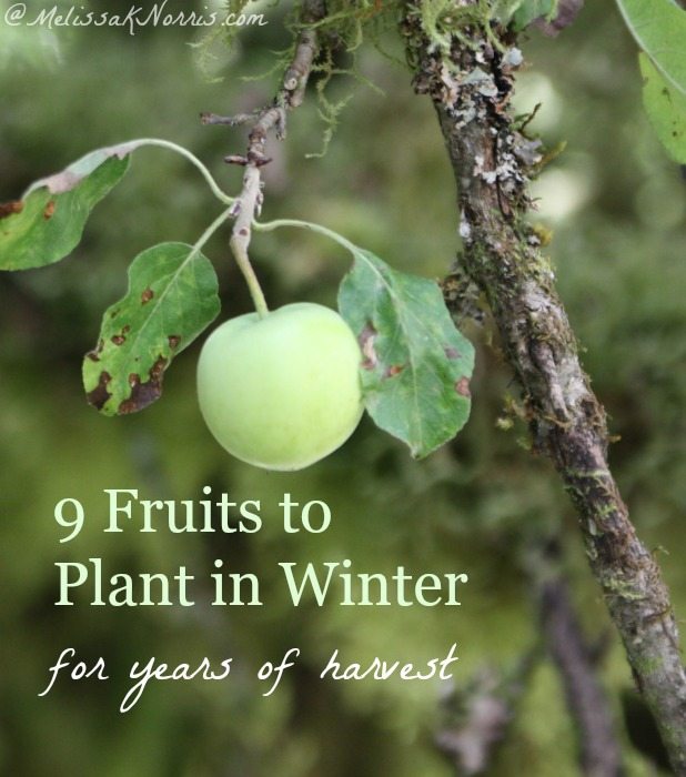 Can you plant fruit trees in the fall information
