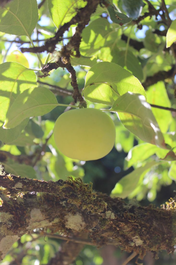 Picture of an apple hanging from a branch with sunshine streaming through the background. Text overlay says "5 Tips to Starting an Orchard and Growing Fruit on Your Homestead".