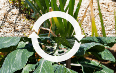 An image of garden crops to denote garden crop rotation.