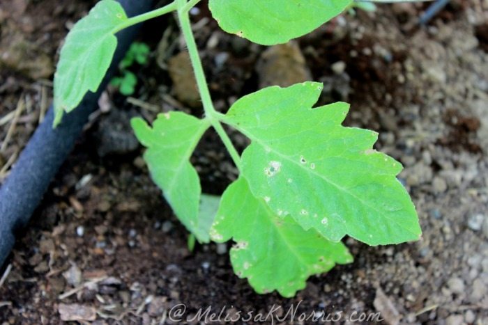 Take your discarded leaves away from your plants