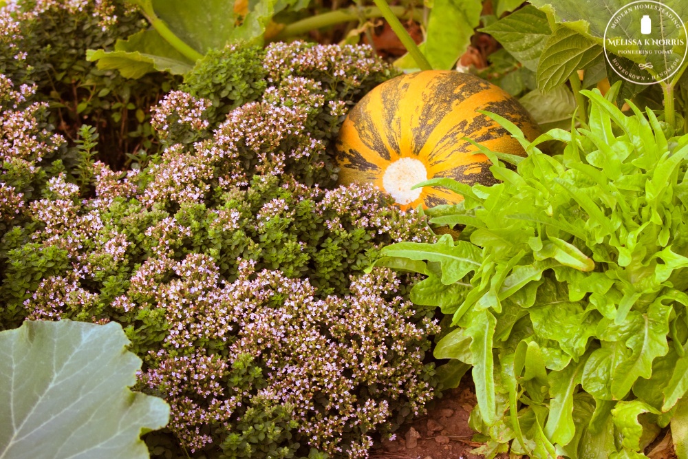 organic squash and oregano growing in garden