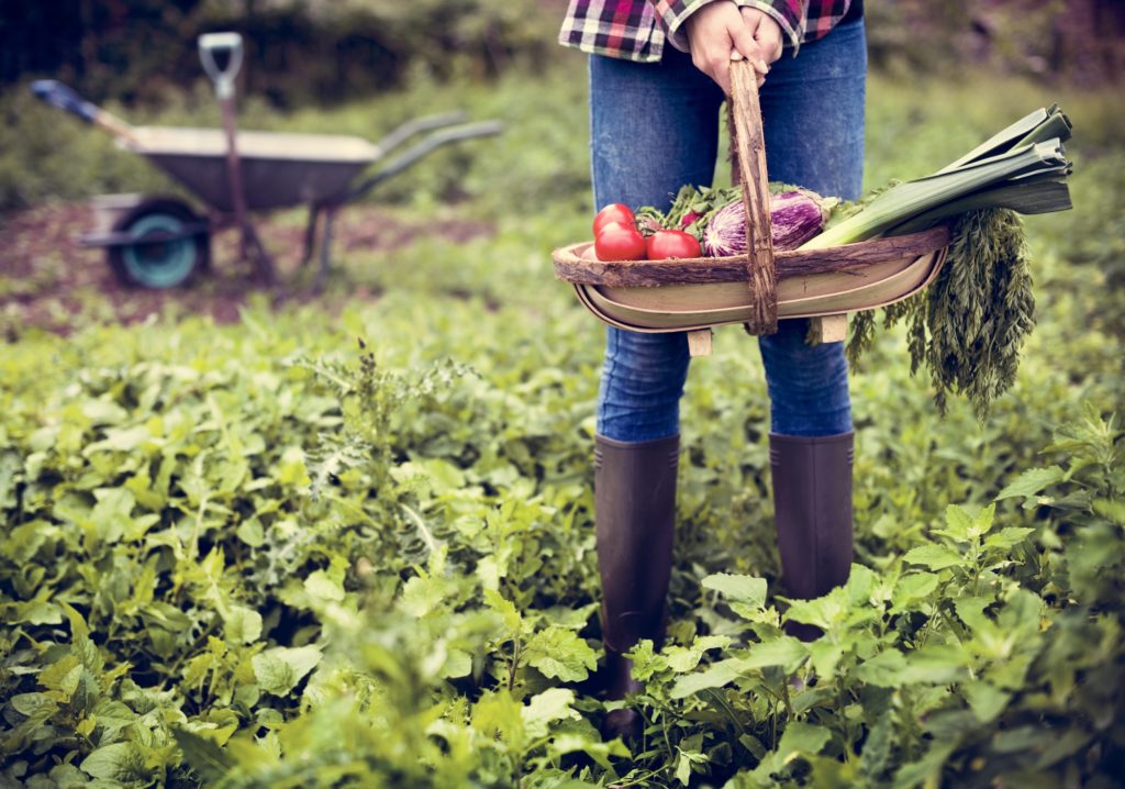 Image of hands holding a basket full of various vegetables harvested. A prolific vegetable garden is in the background. Text overlay says, "How to Plan Your Best Garden and Harvest for a Years Worth of Food".