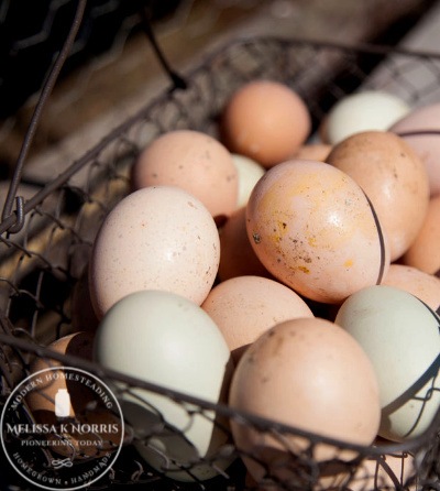 Farm fresh eggs in a wire basket.
